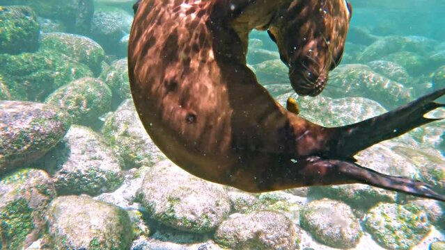 Sea Lion Pup Playing With Tourist Under Water