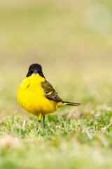 Balkankwikstaart, Black-headed Wagtail, Motacilla feldegg