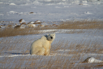 A beautiful polar bear sitting down in snow between arctic grass, near Churchill, Manitoba Canada