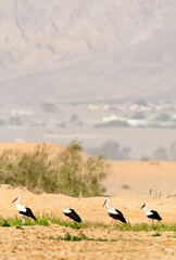 Fototapeta na wymiar Ooievaar, White Stork, Ciconia ciconia