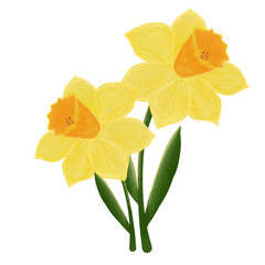 yellow daffodil flower illustration