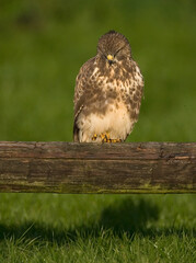 Common Buzzard, Buizerd, Buteo buteo