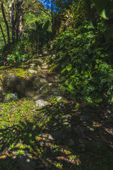 forest in the morning