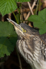 Groene Reiger, Green heron, Butorides virescens