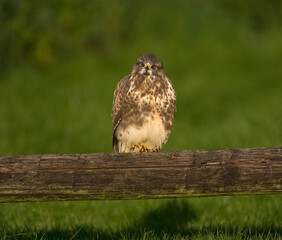 Common Buzzard, Buizerd, Buteo buteo