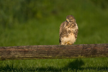 Common Buzzard, Buizerd, Buteo buteo