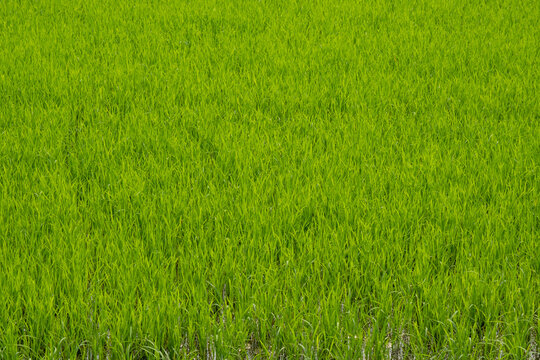 green rice field abstract background texture