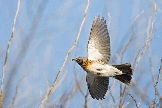 Pilaris Images – Browse 3,817 Stock Photos, Vectors, and Video | Adobe ...