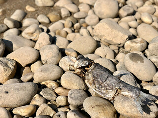 Deaf fish aming stones on beach