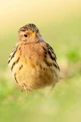 Fototapeta premium Roodkeelpieper, Red-throated Pipit, Anthus cervinus