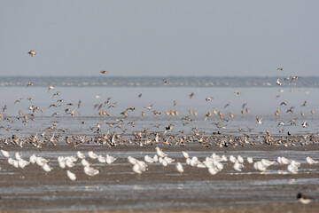 Vogels op Waddenzee, Birds at Wadden Sea
