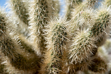 A close-up view of a cholla cactus