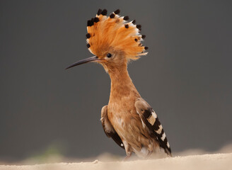 Hop, Eurasian Hoopoe, Upupa epops © Marc