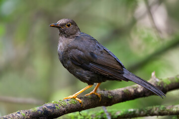 Fototapeta premium Glossy-black Thrush, Turdus serranus, perched in rainforest in Colombia.