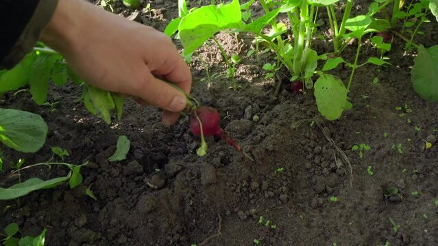 Harvesting red radishes from vegetable garden close-up