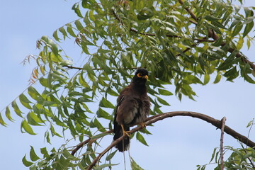 Indian bird myna sitting on green tree branch