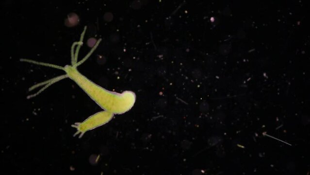 Hydra is a genus of small, fresh-water animals of the phylum Cnidaria and class Hydrozoa under the microscope for education.
