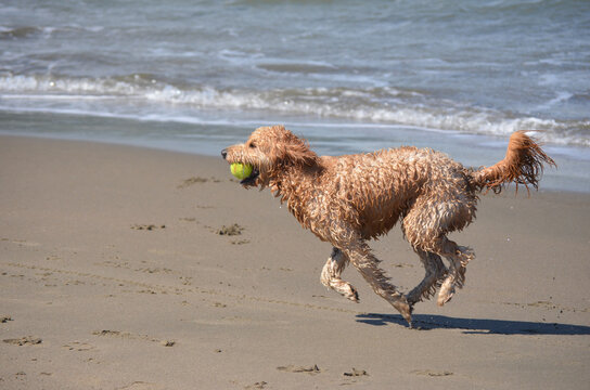 Dog running and holding a tennis ball in its mouth after catching it at the shore of a beach in San Francisco bay area, California