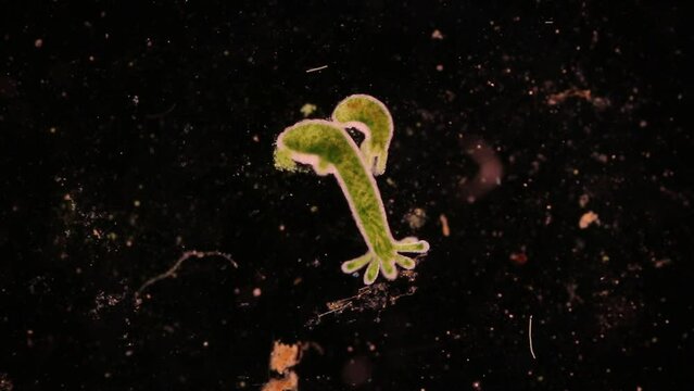 Hydra is a genus of small, fresh-water animals of the phylum Cnidaria and class Hydrozoa under the microscope for education.