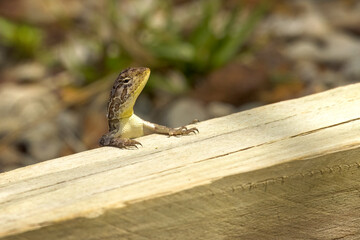 Australian Dragon Lizard Watching