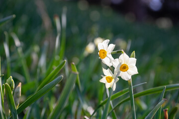 水仙の花