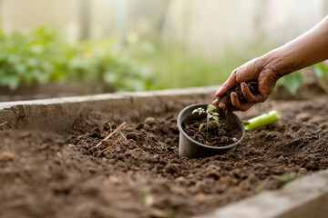 Expert farmer planting sprout of tomato on pot with good soil. Seedling or sowing and plant care concept.