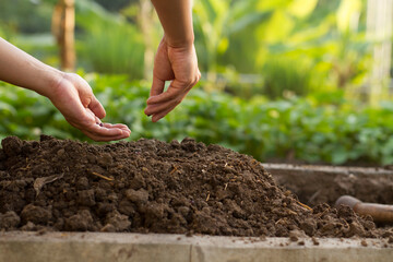 Hand of farmer sowing seed on ridging soil at home garden. plant care and sowing seed concept.