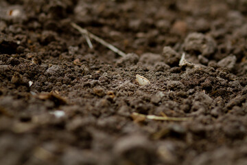 Seed of vegetable pumpkin on soil in middle frame metaphor sowing seed, planting vegetable and spring season.