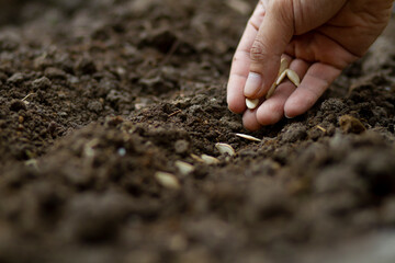 Expert farmer sowing a pumpkin seed on black soil. Grow vegetable and plant care concept.