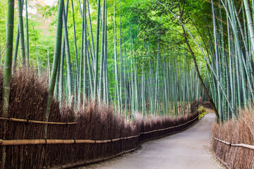 Fototapeta premium Arashiyama Bamboo Forest none one in the picture