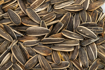 Seed of Sunflower isolated on white background