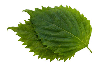 Fresh Green Shiso or Oba leaf isolated on alpha background. - obrazy, fototapety, plakaty