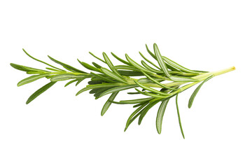 Rosemary leaf herbal is spices isolated on alpha background - obrazy, fototapety, plakaty