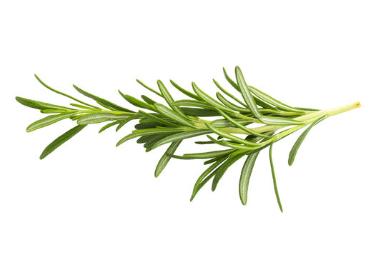 Rosemary leaf herbal is spices isolated on alpha background