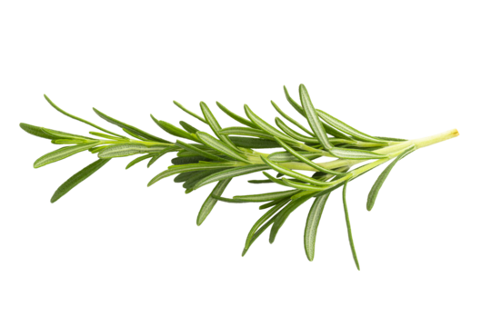 Rosemary leaf herbal is spices isolated on alpha background