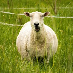 Lleyn sheep grazing in a green field looking straight into the camera with an open mouth