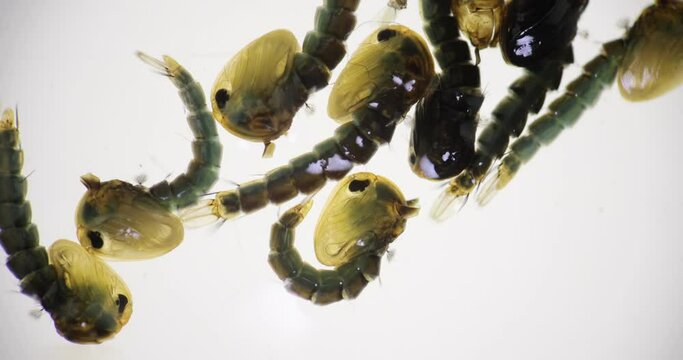 Mosquito Larva in the order Diptera, Anopheles sp. (Mosquito Larva) in the water for education.
