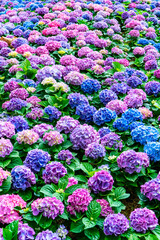 Vertical Hydrangea flower in the garden background. Multicolor Hydrangea flowers at ornamental garden