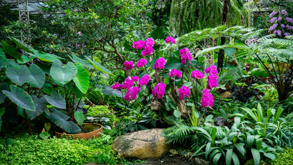 Beautiful bunch of orchid flowers in the garden background. Large group of purple orchid flower in the park