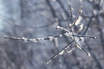 The sun breaks through snow-covered trees in winter in Russia. Vertical photo.