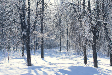 The sun breaks through snow-covered trees in winter in Russia. Vertical photo.