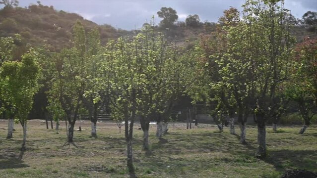 field of fruit trees in spring