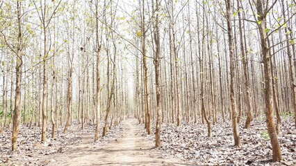 Teak forest in the dry season and blue sky. In the dry season teak forests become molt and abort...