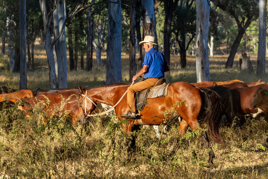 A 90 year old stockman on his horse alongside a mob of cattle during mustering.