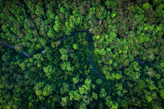 river winding through dense rainforest