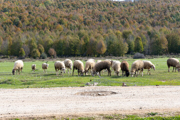 Obraz premium sheep in the field