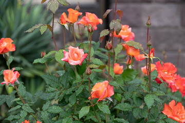雨滴を纏った薔薇