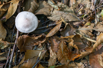 Mushrooms  autumn close up in the forest. 