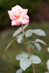 雨滴を纏った薔薇