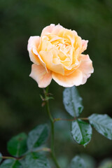 雨滴を纏った薔薇